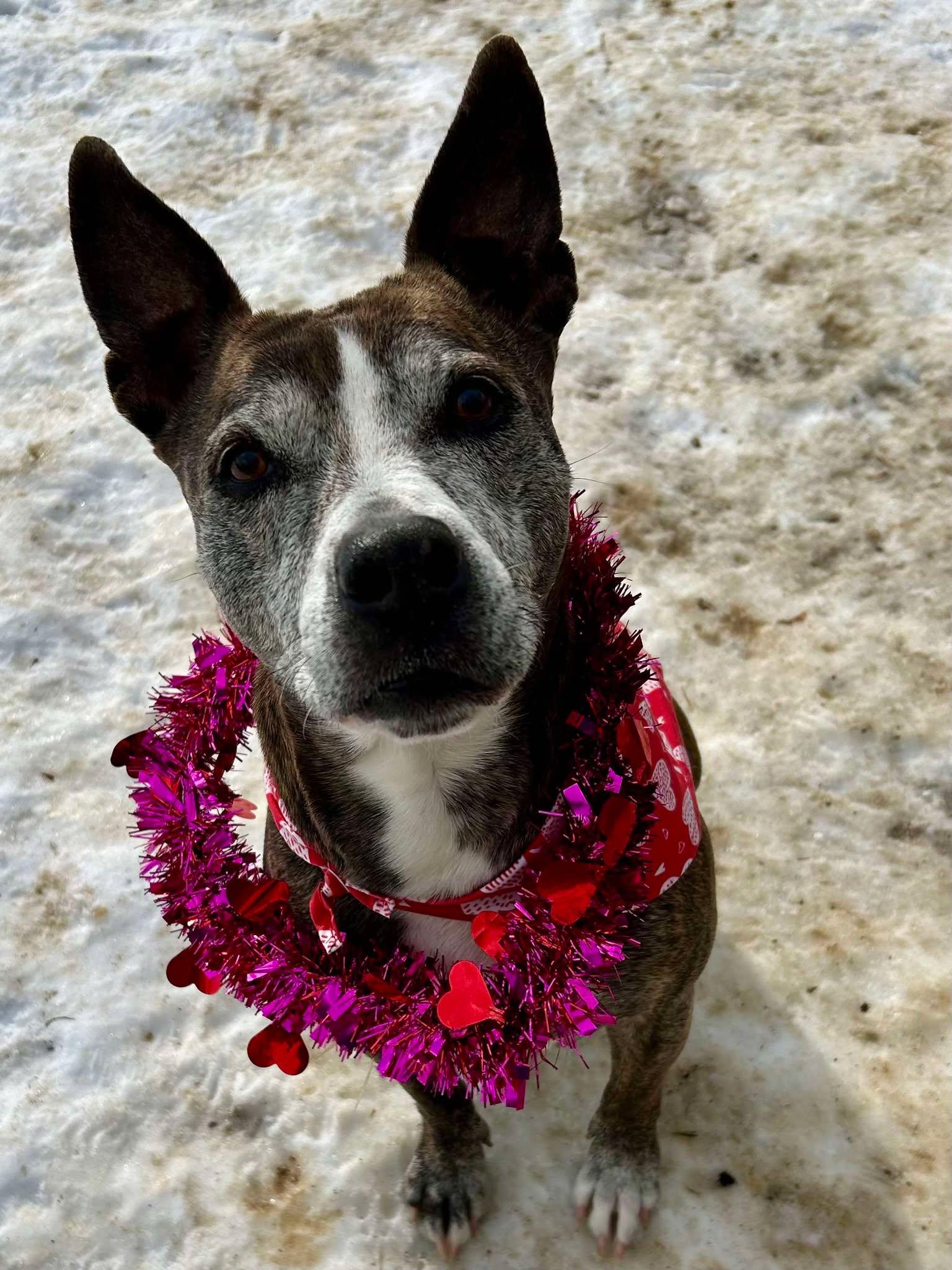 Tora, a Adoptable Pit Bull Terrier in Myerstown, PA image 1/6