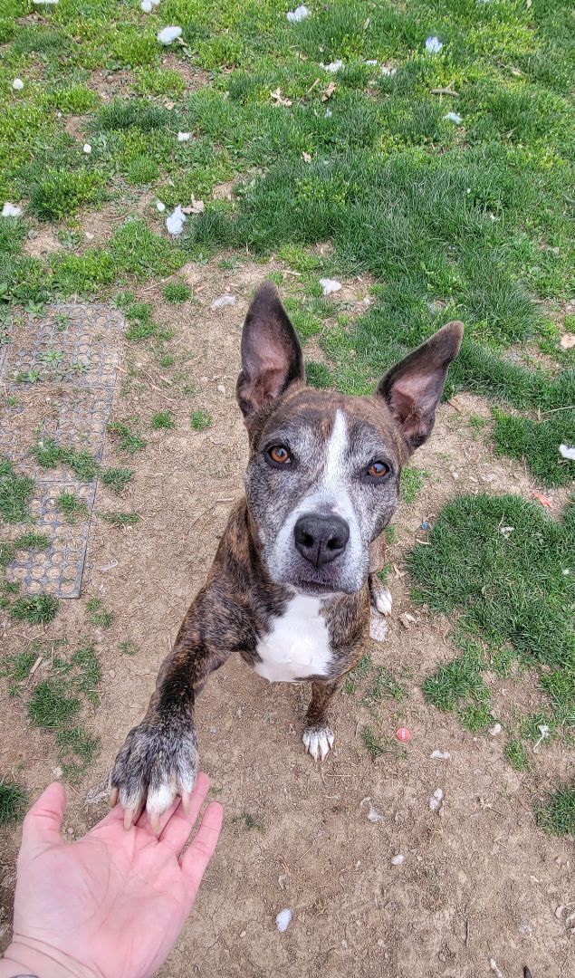 Tora, a Adoptable Pit Bull Terrier in Myerstown, PA image 4/6