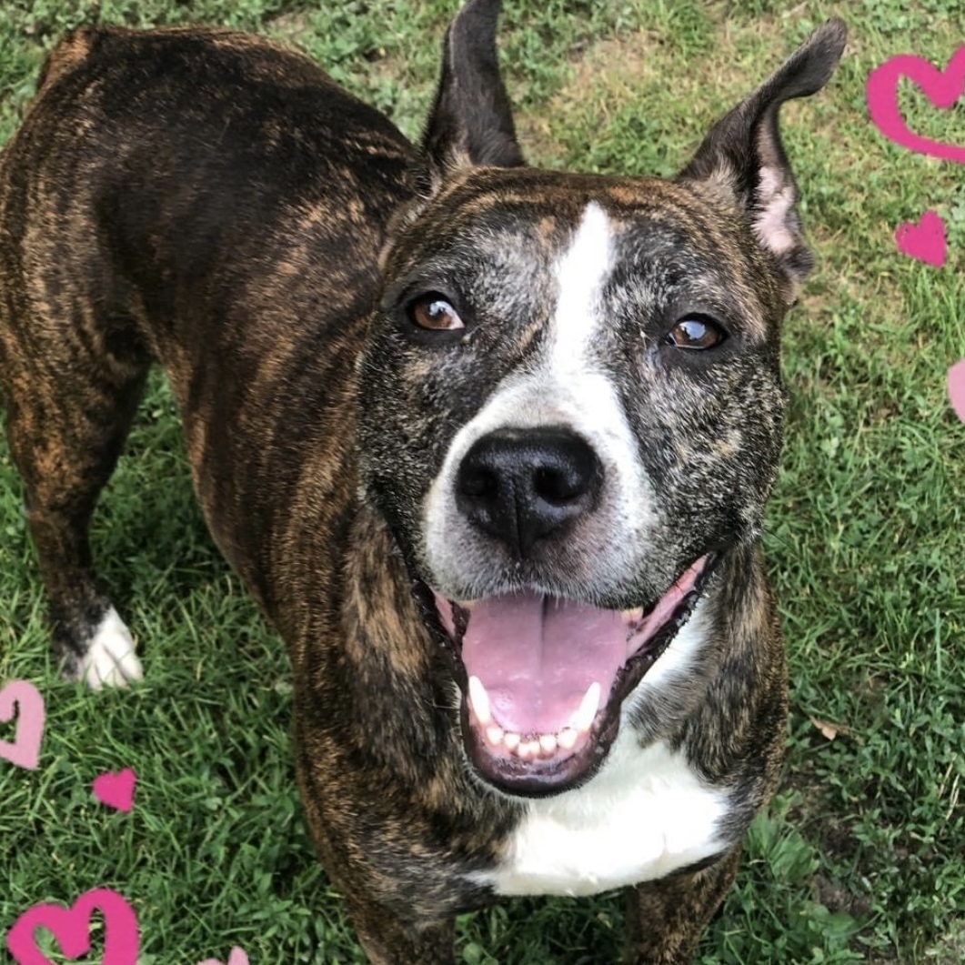Tora, a Adoptable Pit Bull Terrier in Myerstown, PA image 5/6