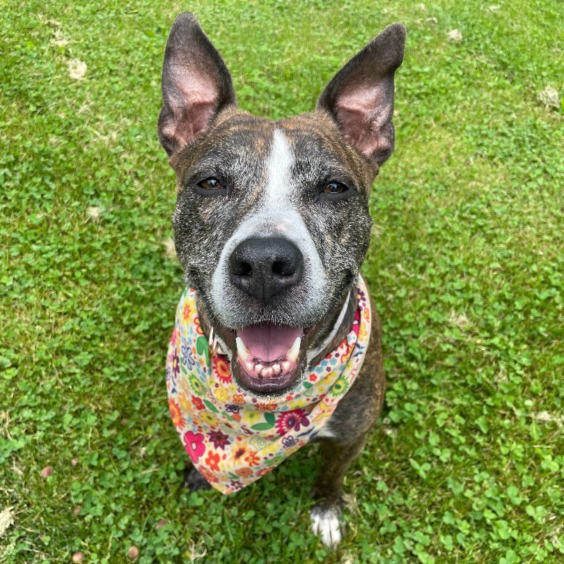 Tora, a Adoptable Pit Bull Terrier in Myerstown, PA image 6/6