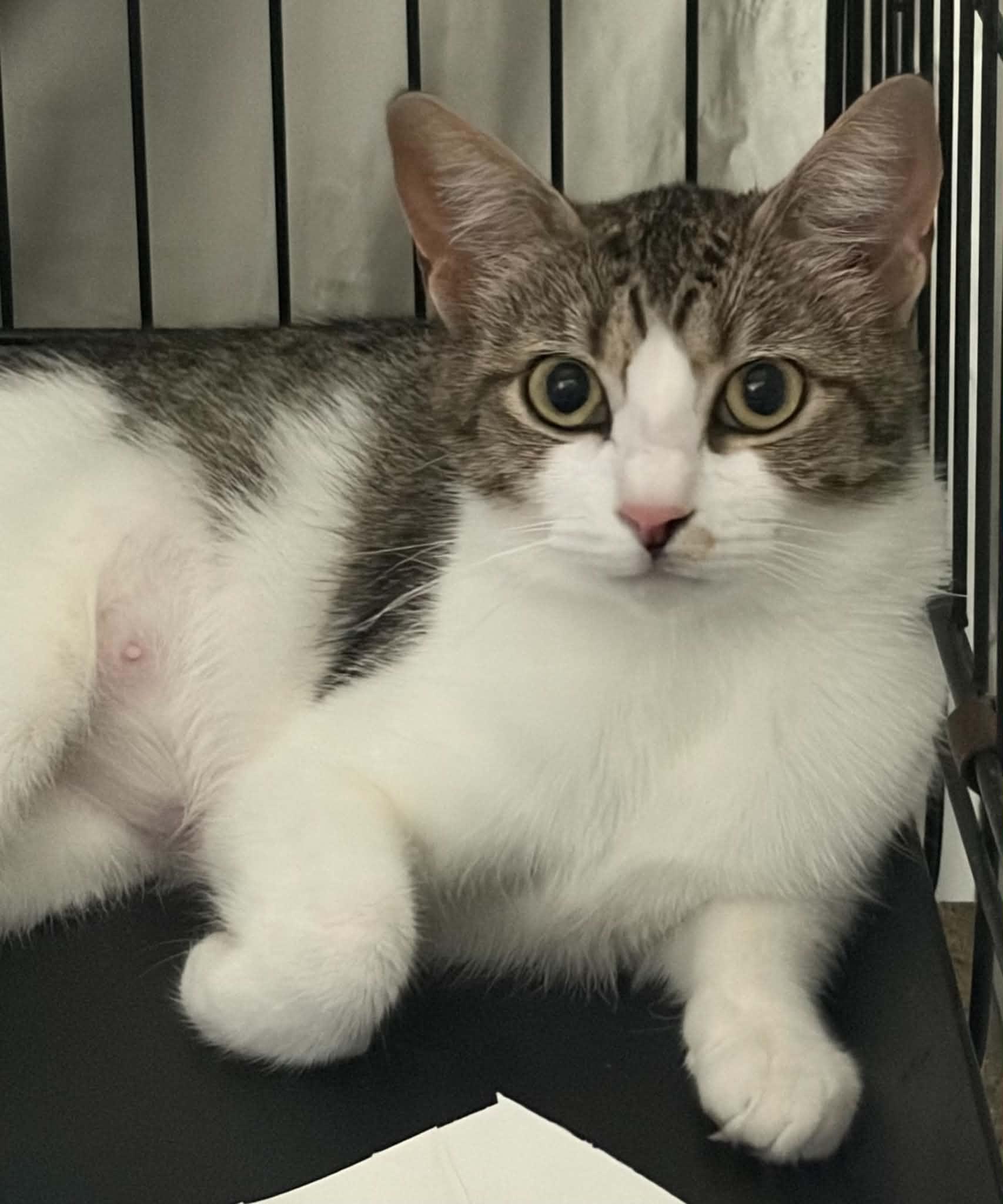 Enlarge Barley, a ADOPTABLE Domestic Short Hair in Westfield, MA image 1/1