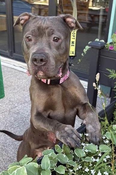 Enlarge Jolene, a Adoptable Pit Bull Terrier in Buffalo, NY image 4/6