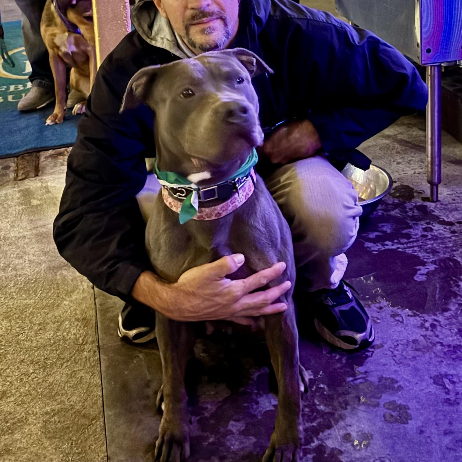 Enlarge Jolene, a Adoptable mixed breed in Buffalo, NY image 5/5