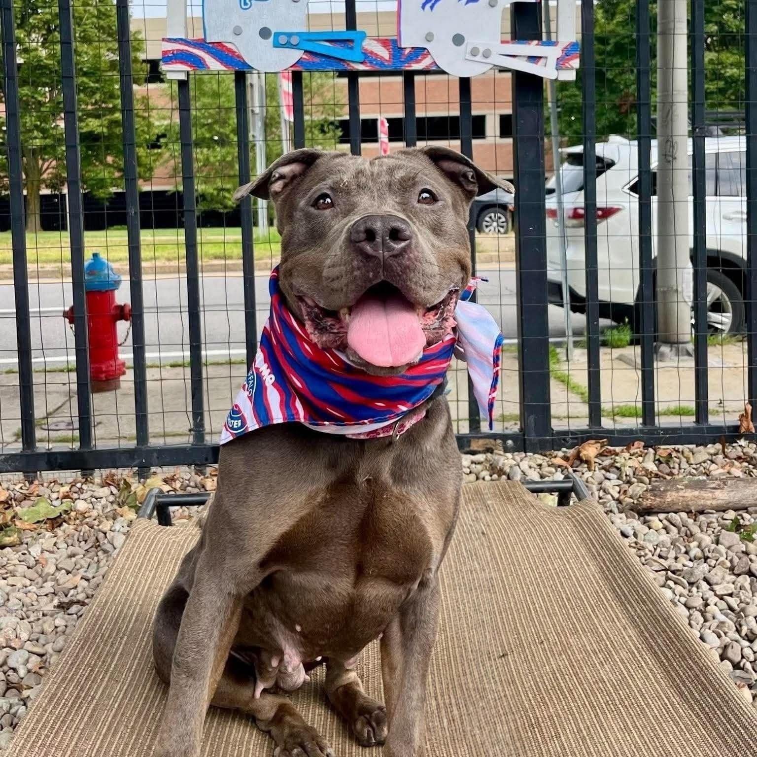 Jolene, Adoptable, Young Female Pit Bull Terrier.