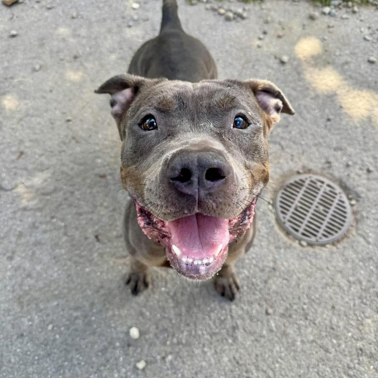 Jolene, Adoptable, Young Female Pit Bull Terrier.