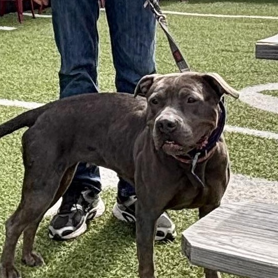 Enlarge Jolene, a Adoptable mixed breed in Buffalo, NY image 3/5