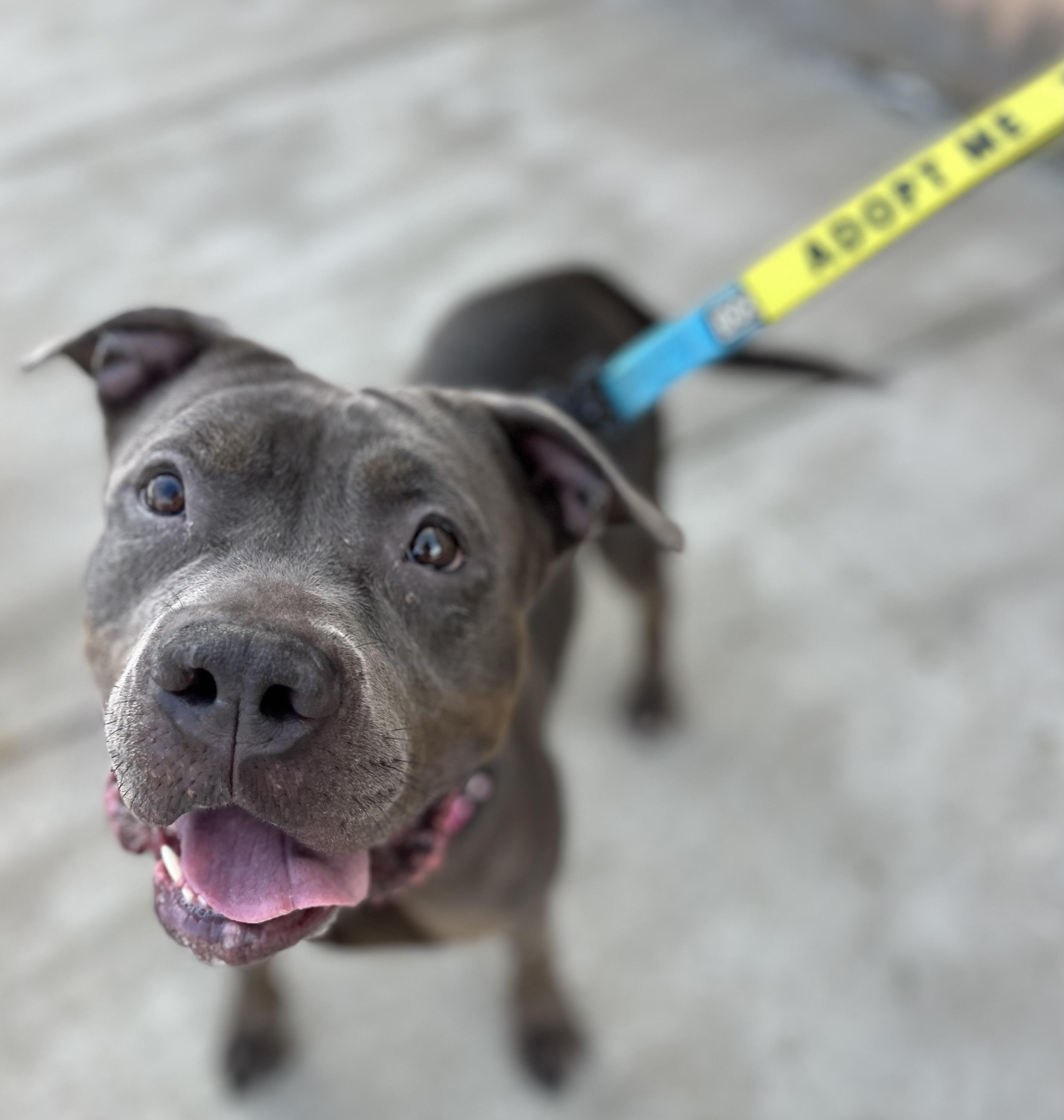 Enlarge Jolene, a Adoptable Pit Bull Terrier in Buffalo, NY image 5/6