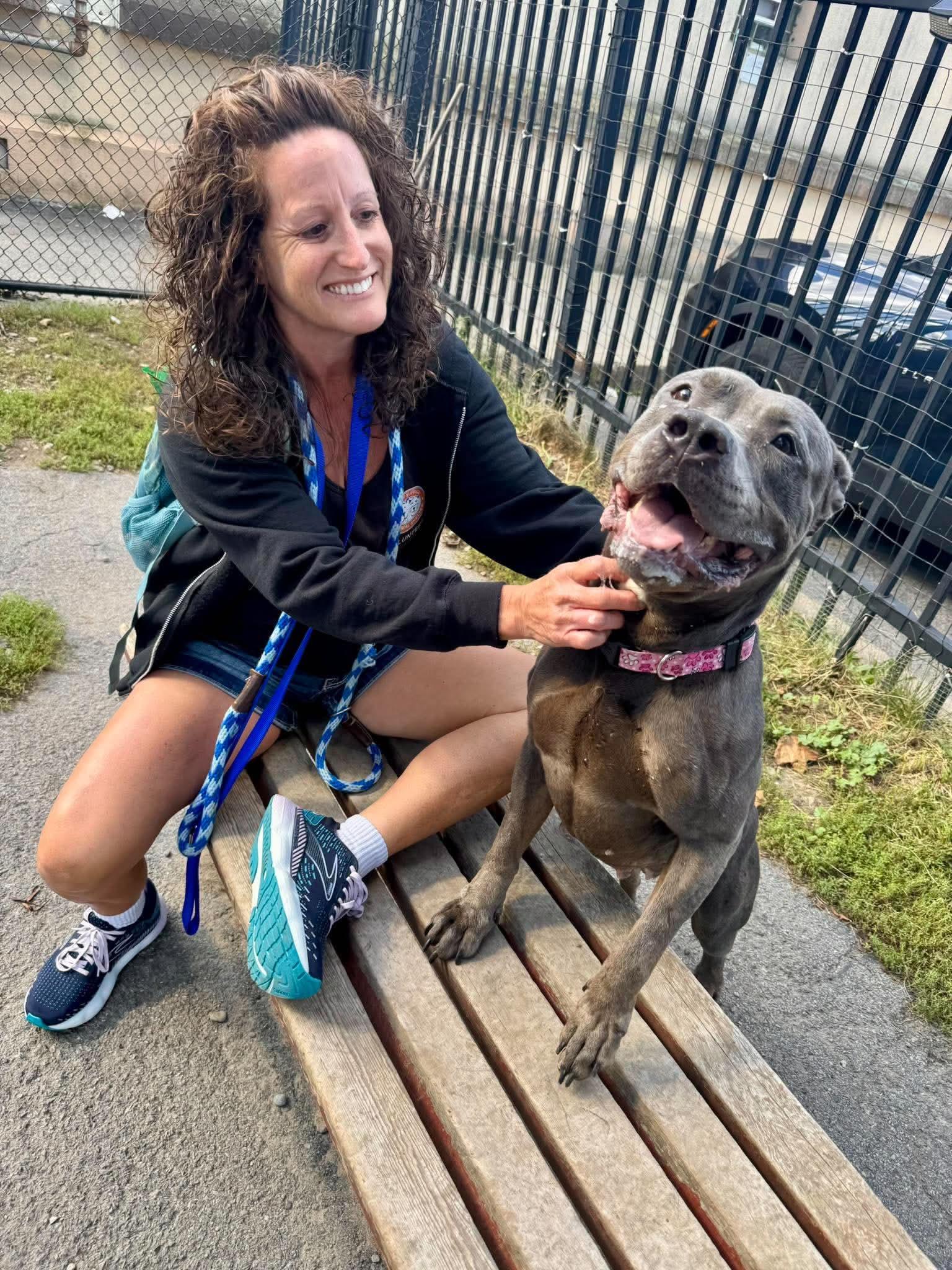 Enlarge Jolene, a Adoptable Pit Bull Terrier in Buffalo, NY image 2/6