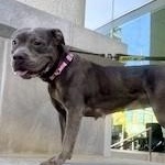 Enlarge Jolene, a Adoptable Pit Bull Terrier in Buffalo, NY image 6/6