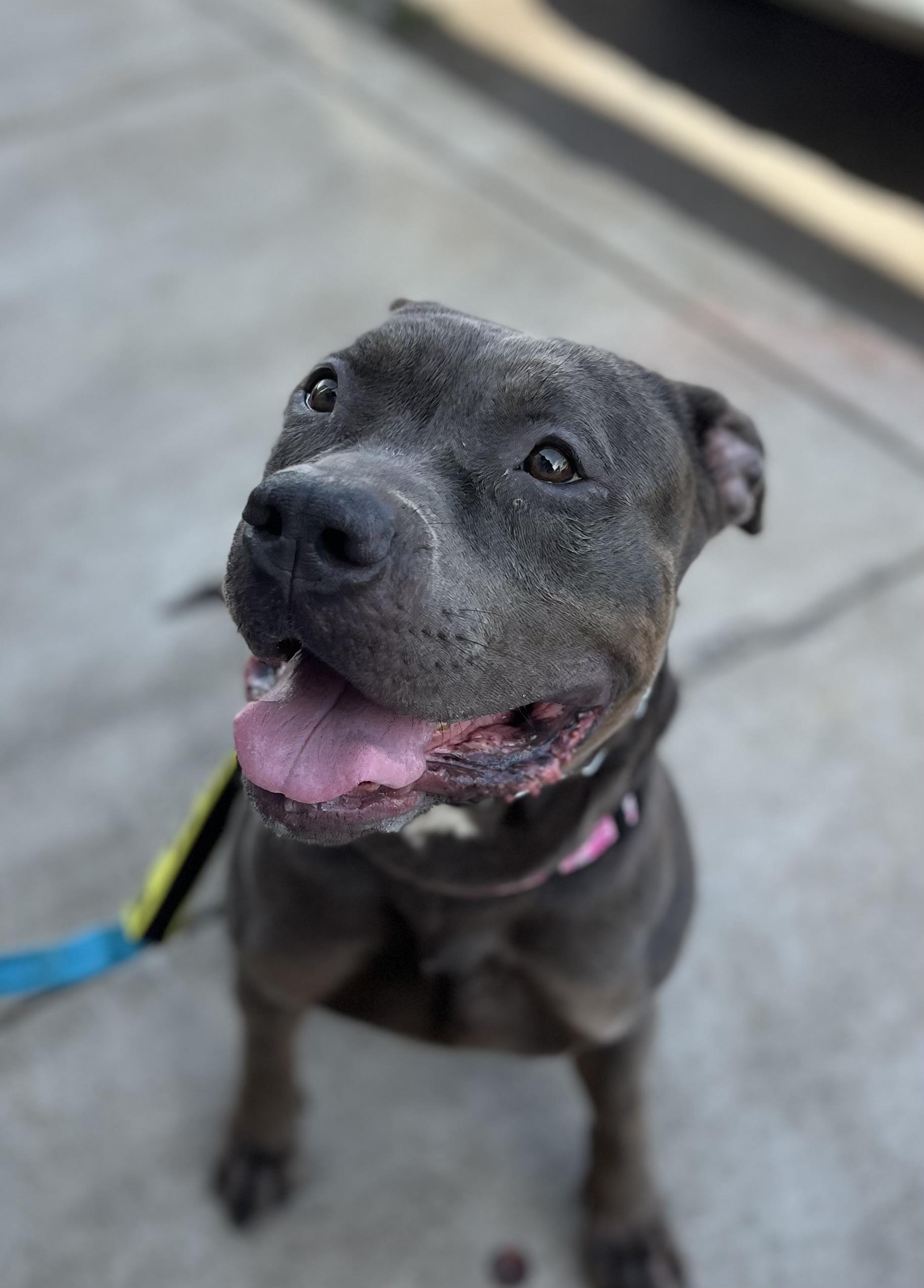 Enlarge Jolene, a Adoptable Pit Bull Terrier in Buffalo, NY image 3/6