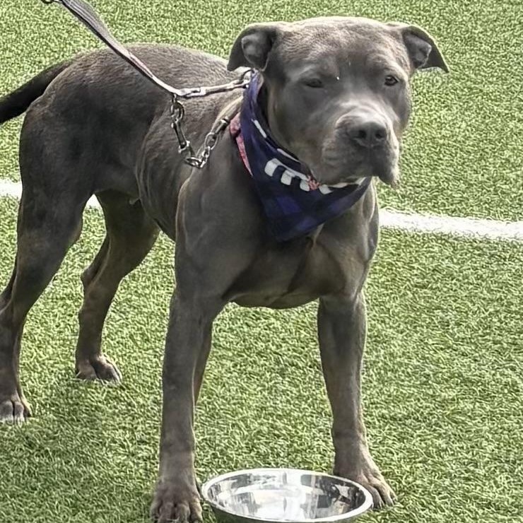 Enlarge Jolene, a Adoptable mixed breed in Buffalo, NY image 2/5