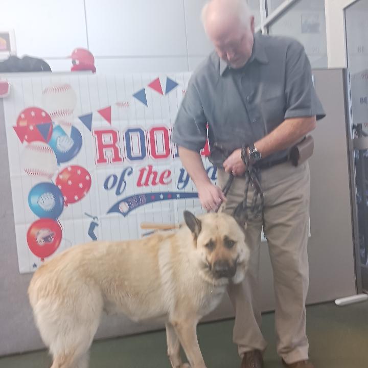 Enlarge Oso, a Adoptable mixed breed in Rocky Hill , CT image 5/6