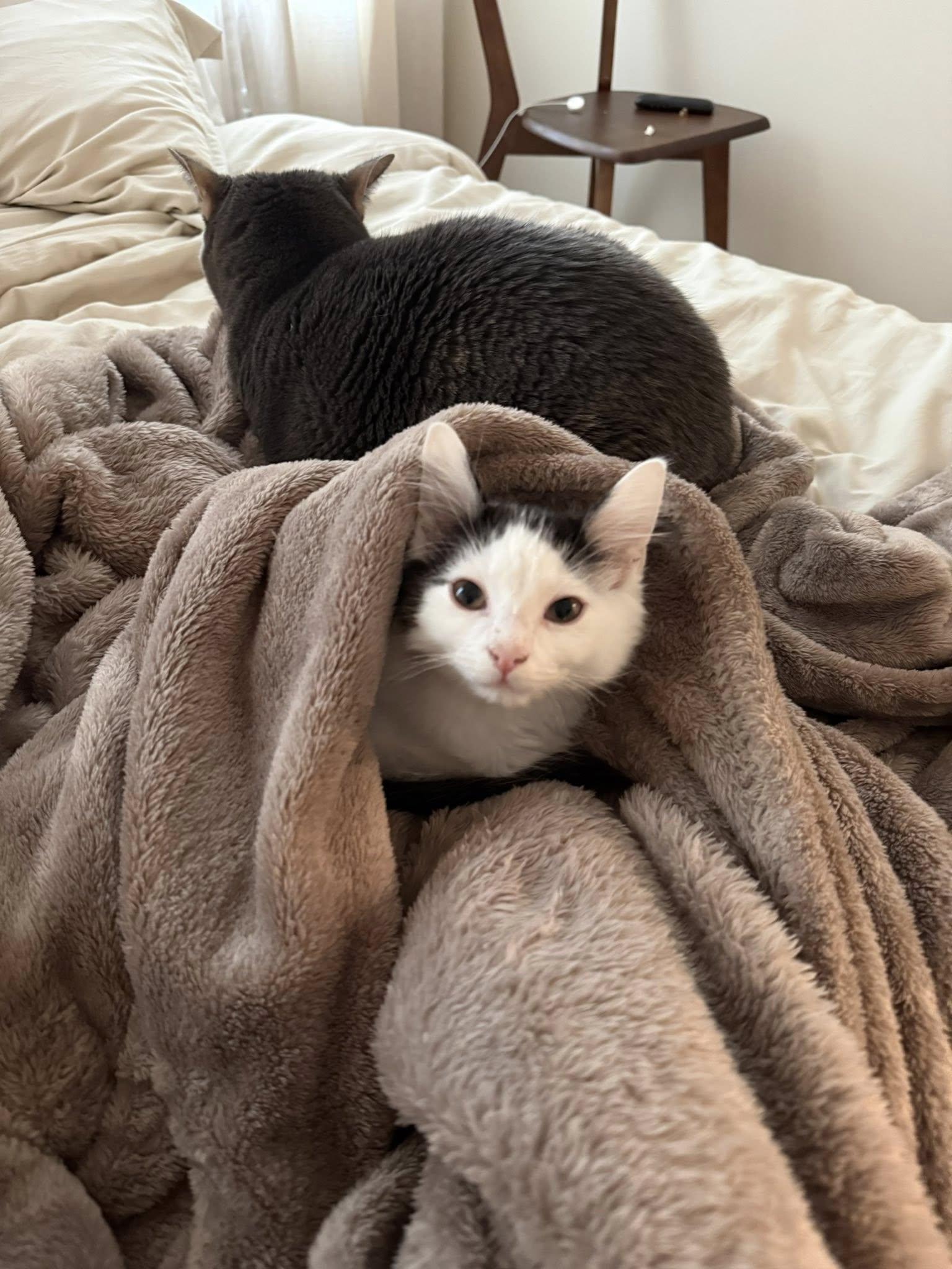 Enlarge Tropper, an adopted Domestic Medium Hair in Clarksville, TN image 3/3