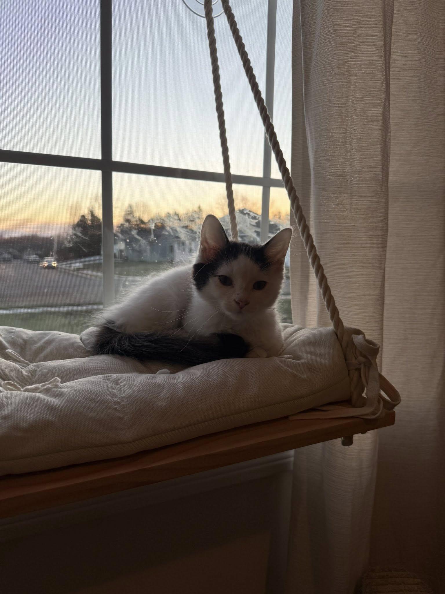 Enlarge Tropper, an adopted Domestic Medium Hair in Clarksville, TN image 2/3