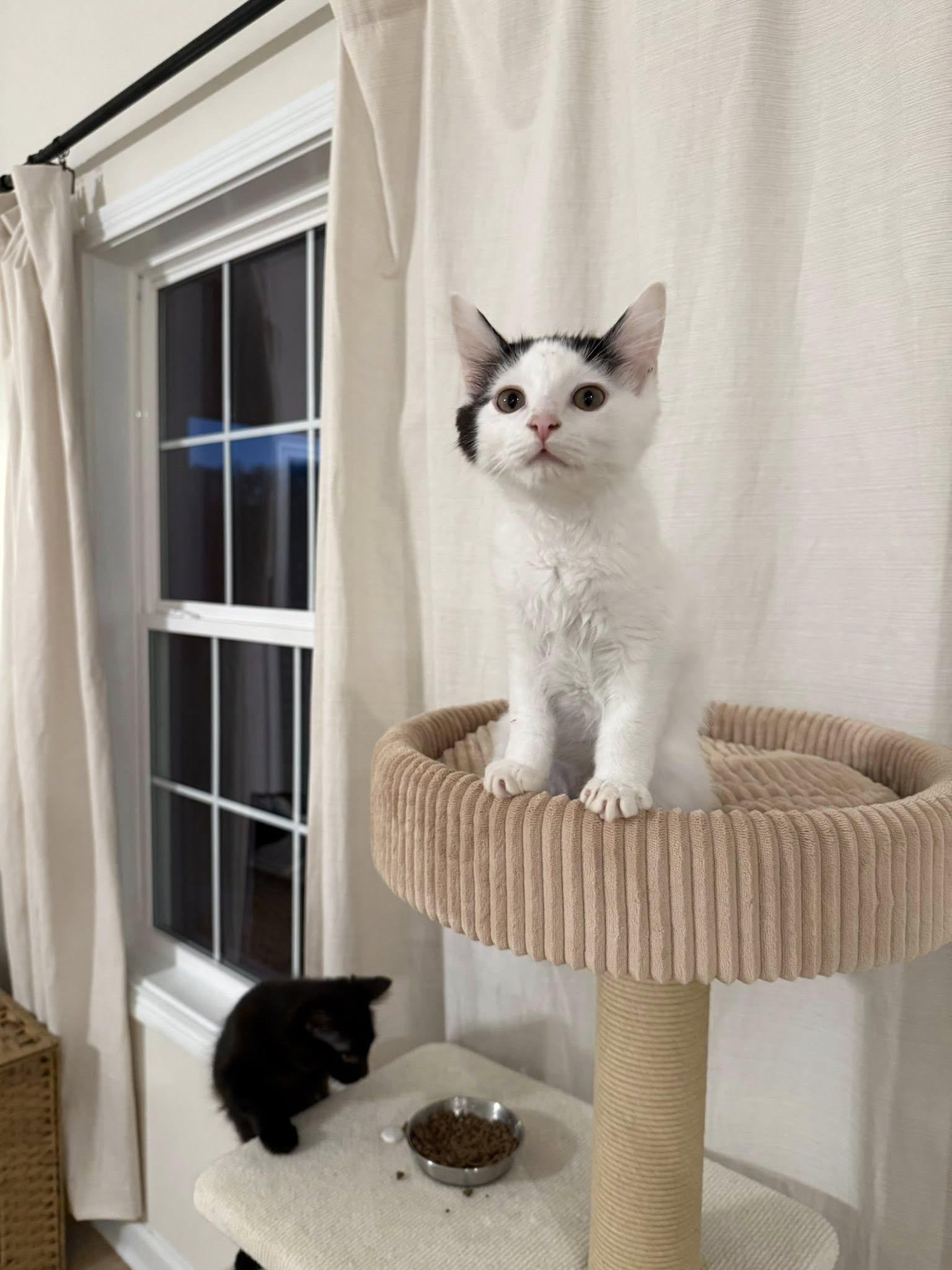 Enlarge Tropper, an adopted Domestic Medium Hair in Clarksville, TN image 1/3