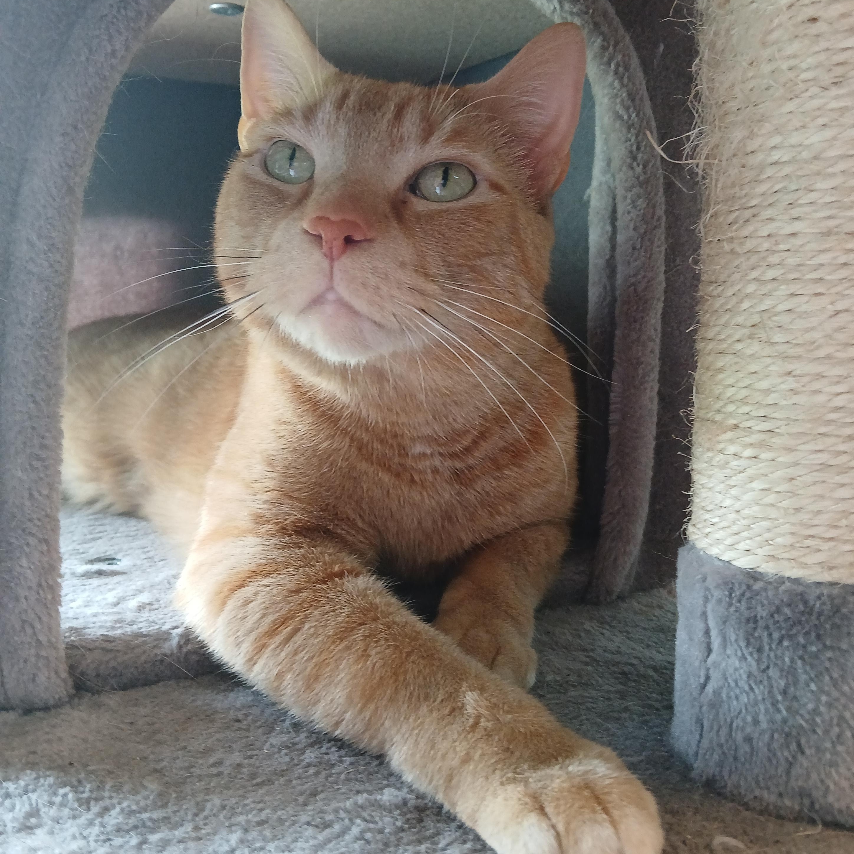 Mufasa