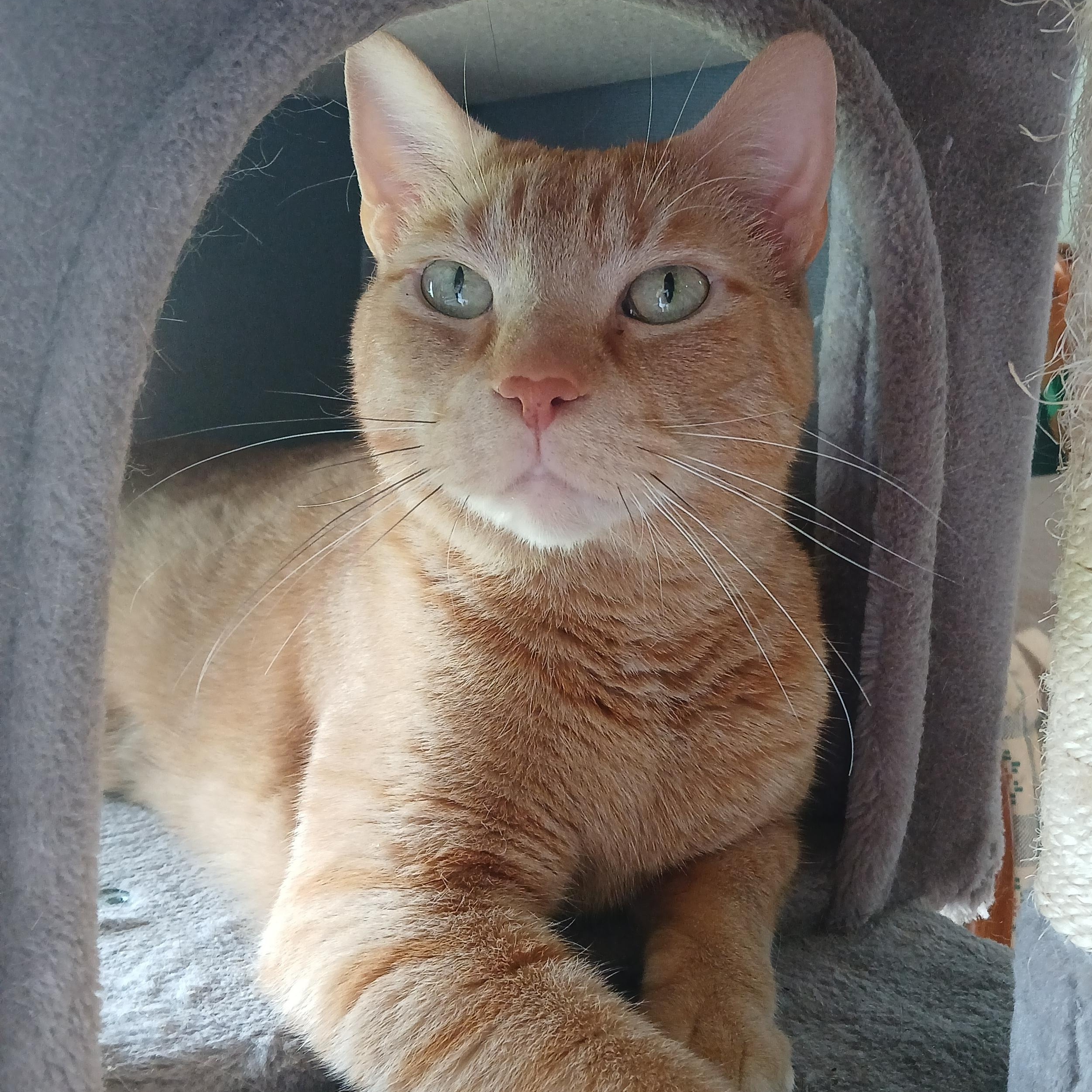 Mufasa
