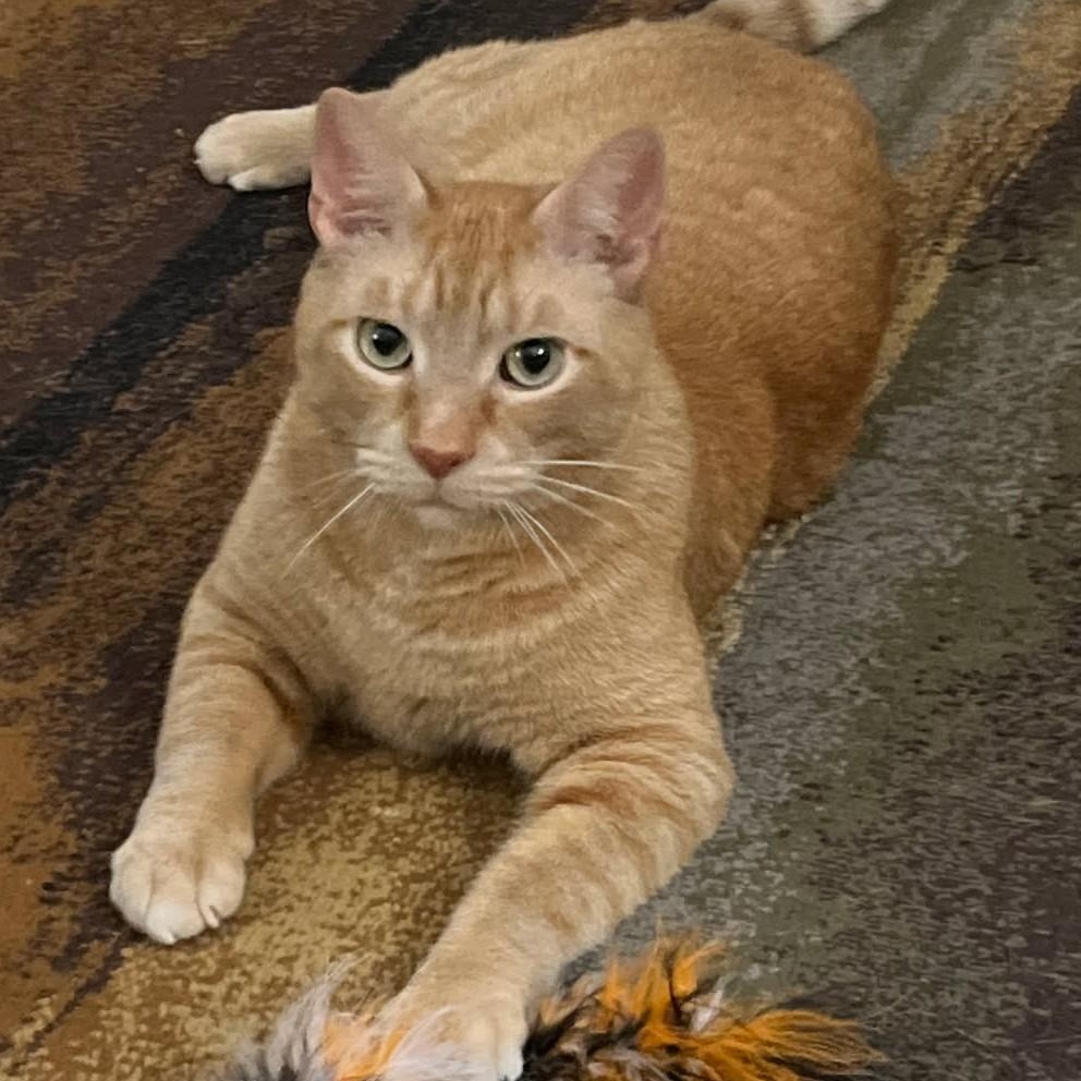 Mufasa