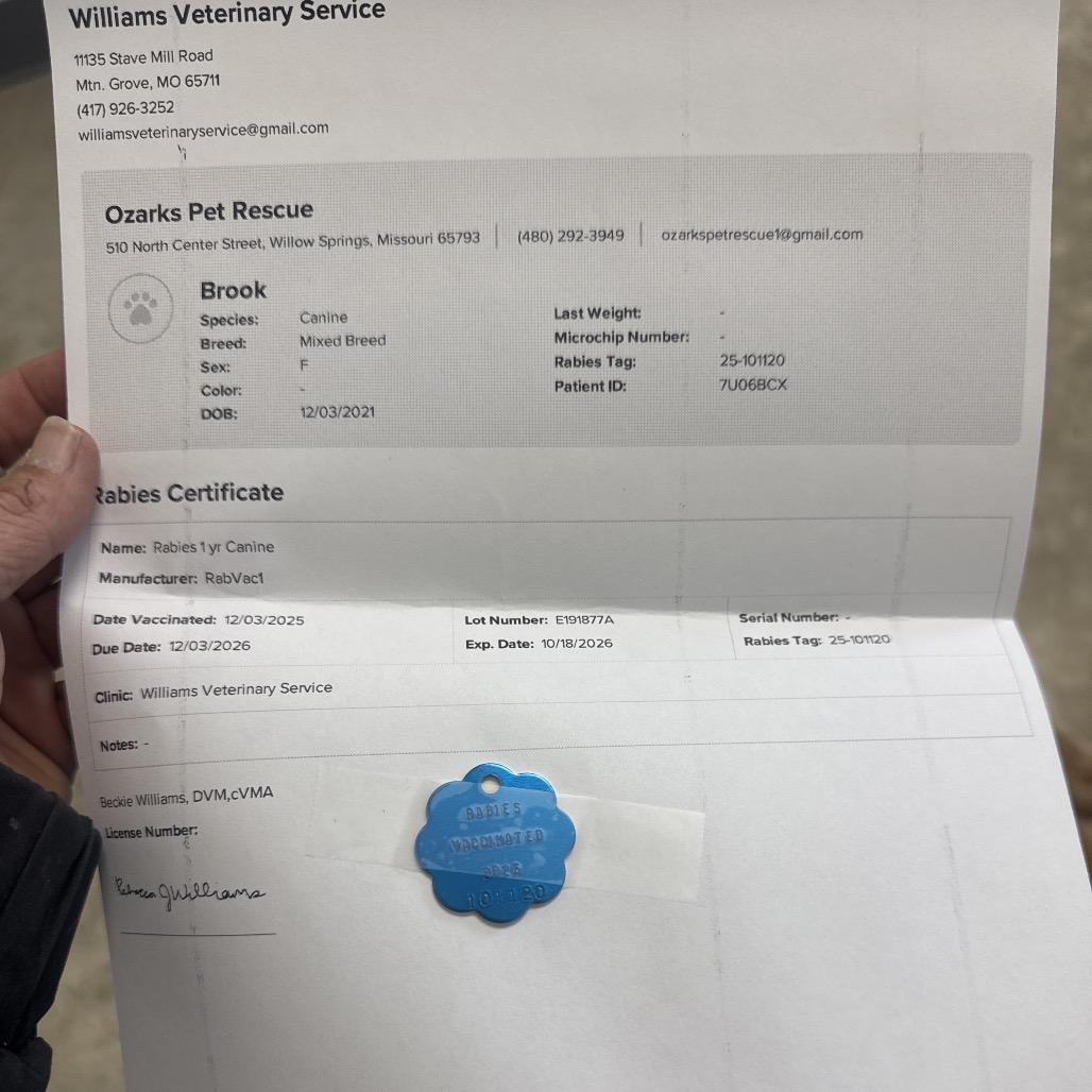 Enlarge Brook, a Adoptable German Shepherd Dog in West Plains, MO image 1/4