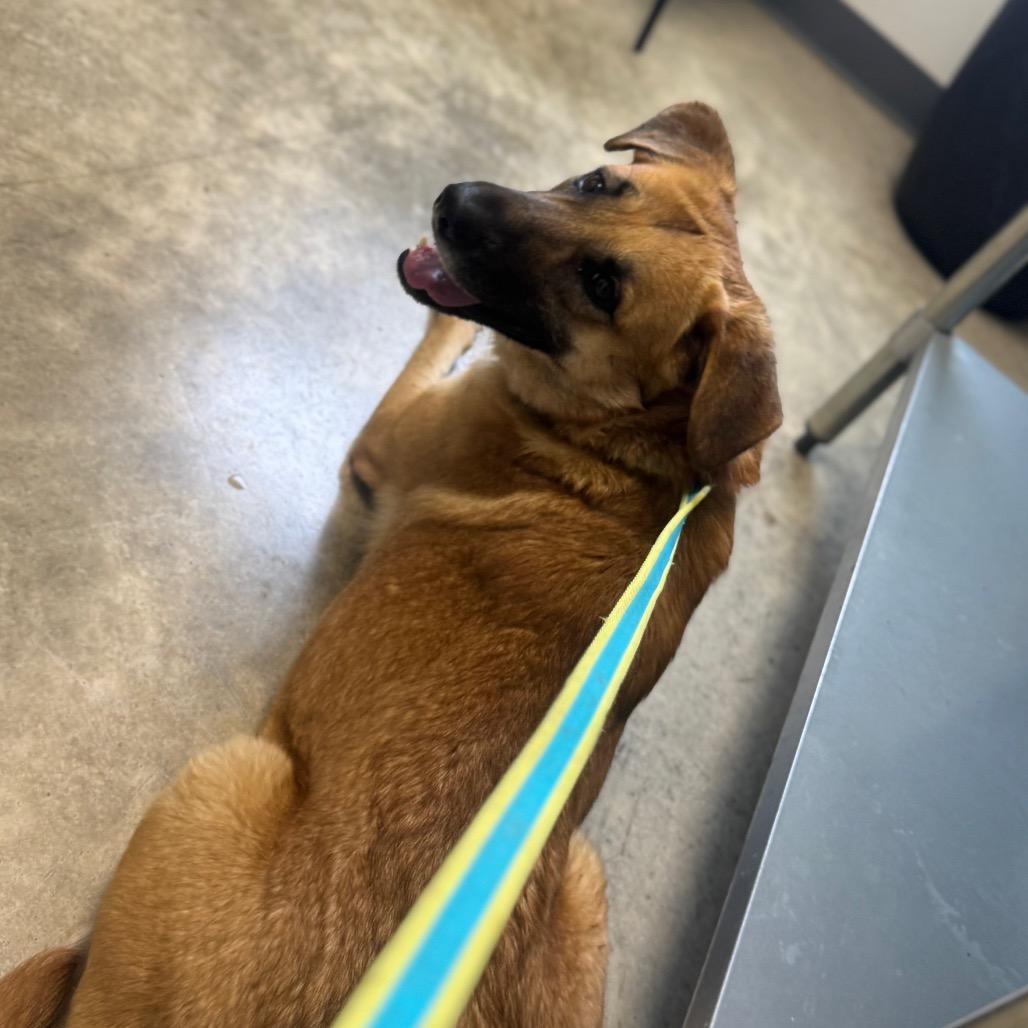 Enlarge Brook, a Adoptable German Shepherd Dog in West Plains, MO image 3/4