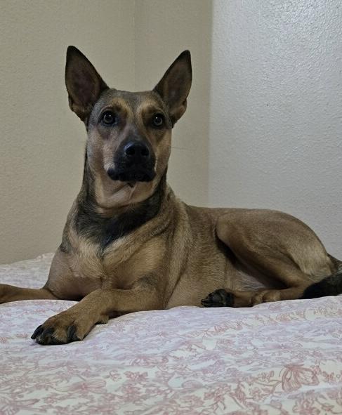 Chipi, adopted, Adult Female German Shepherd Dog.