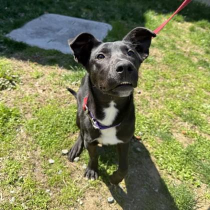 Moe, Adoptable, Adult Male Mixed Breed & Mixed Breed.