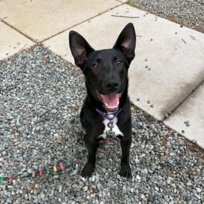 Enlarge Moe, a Adoptable mixed breed in Voorhees, NJ image 2/2