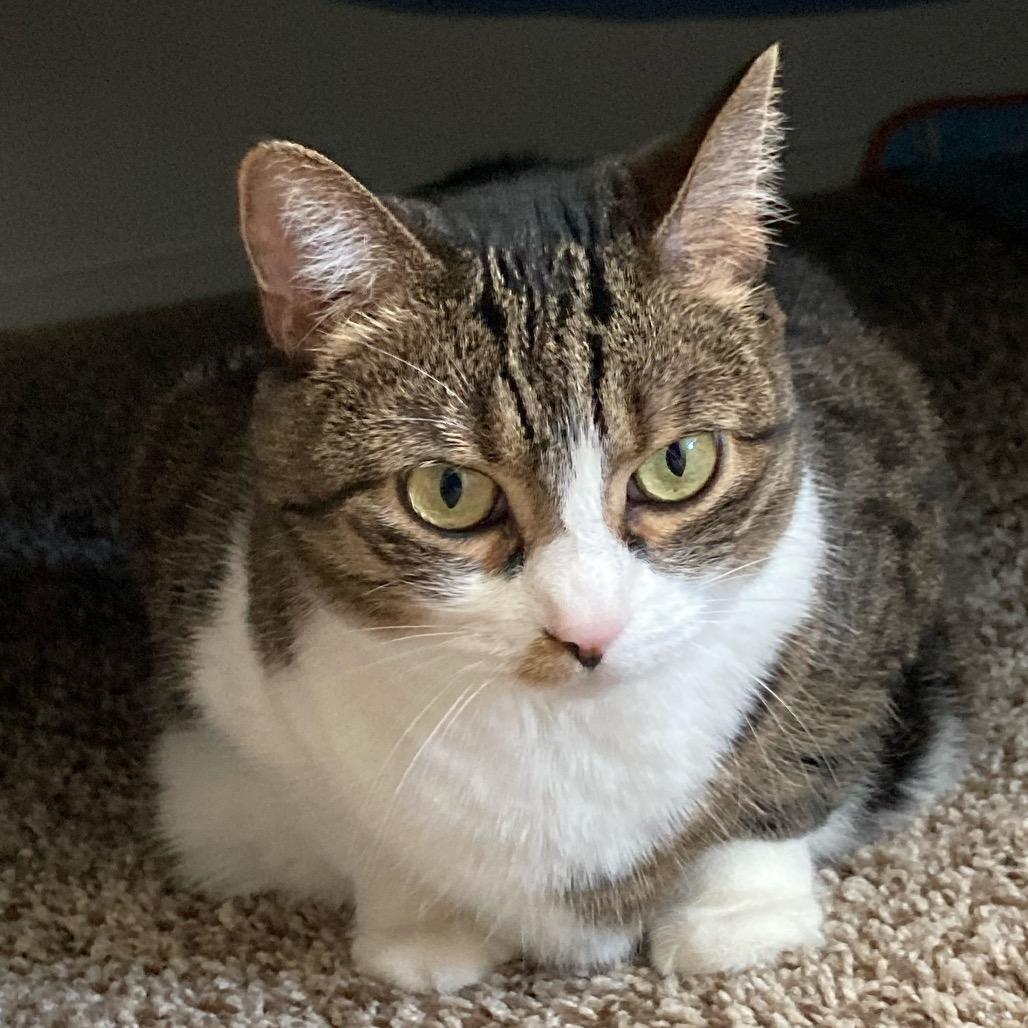 Enlarge Maggie Cat RR NV, a Adoptable Domestic Short Hair in Las Vegas, NV image 3/5