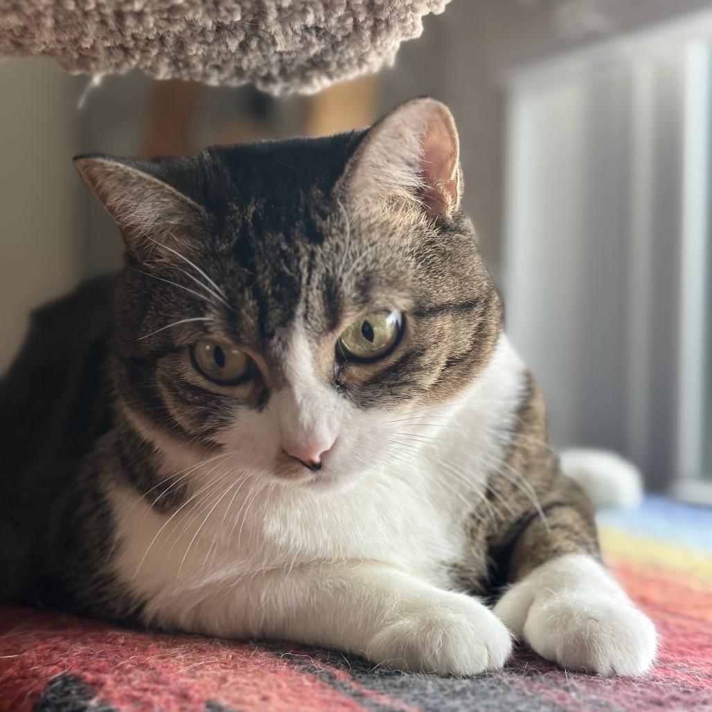 Enlarge Maggie Cat RR NV, a Adoptable Domestic Short Hair in Las Vegas, NV image 5/5