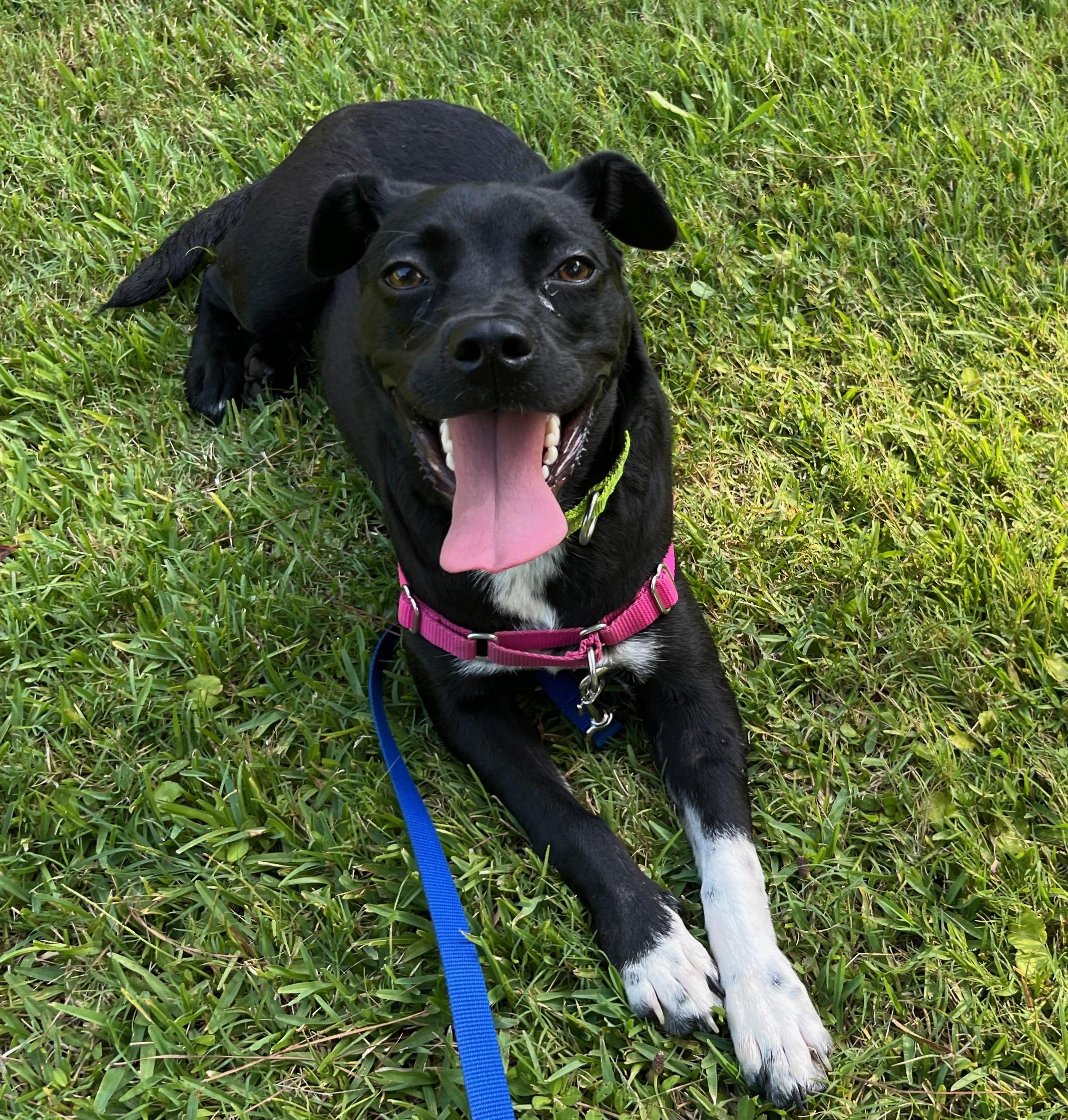 Enlarge DINA, a Adopted mixed breed in Edisto Island, SC image 1/6