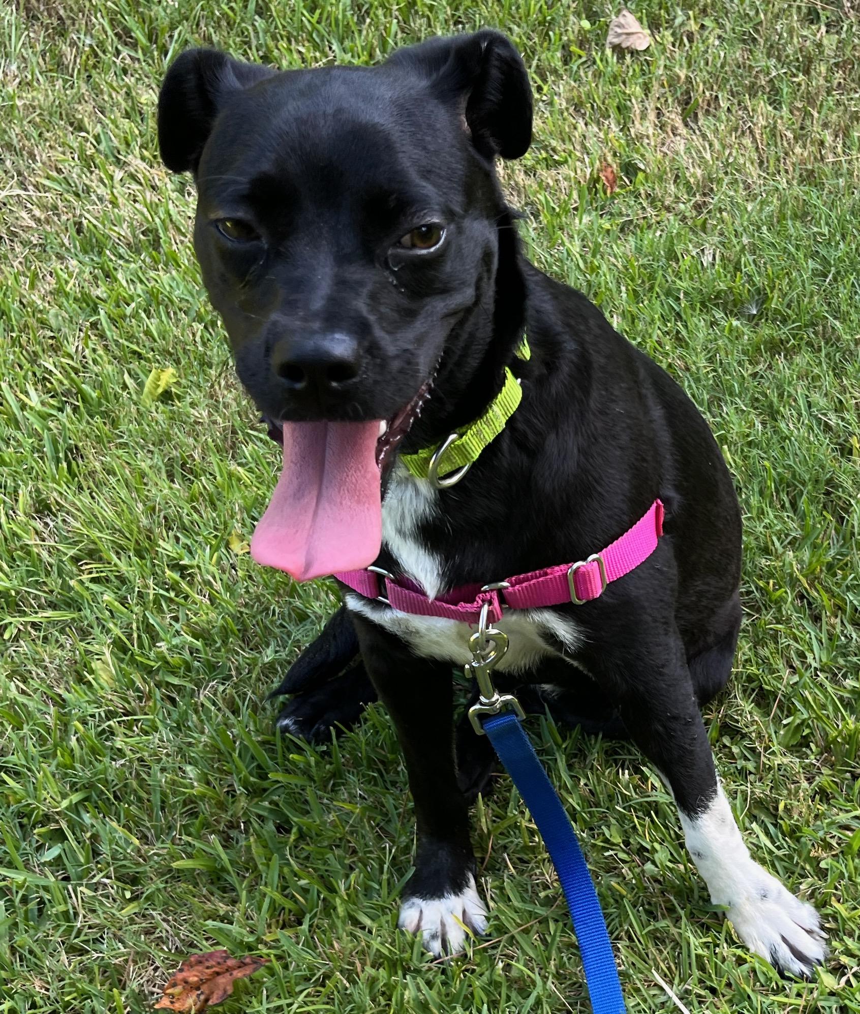 Enlarge DINA, a Adopted mixed breed in Edisto Island, SC image 2/6