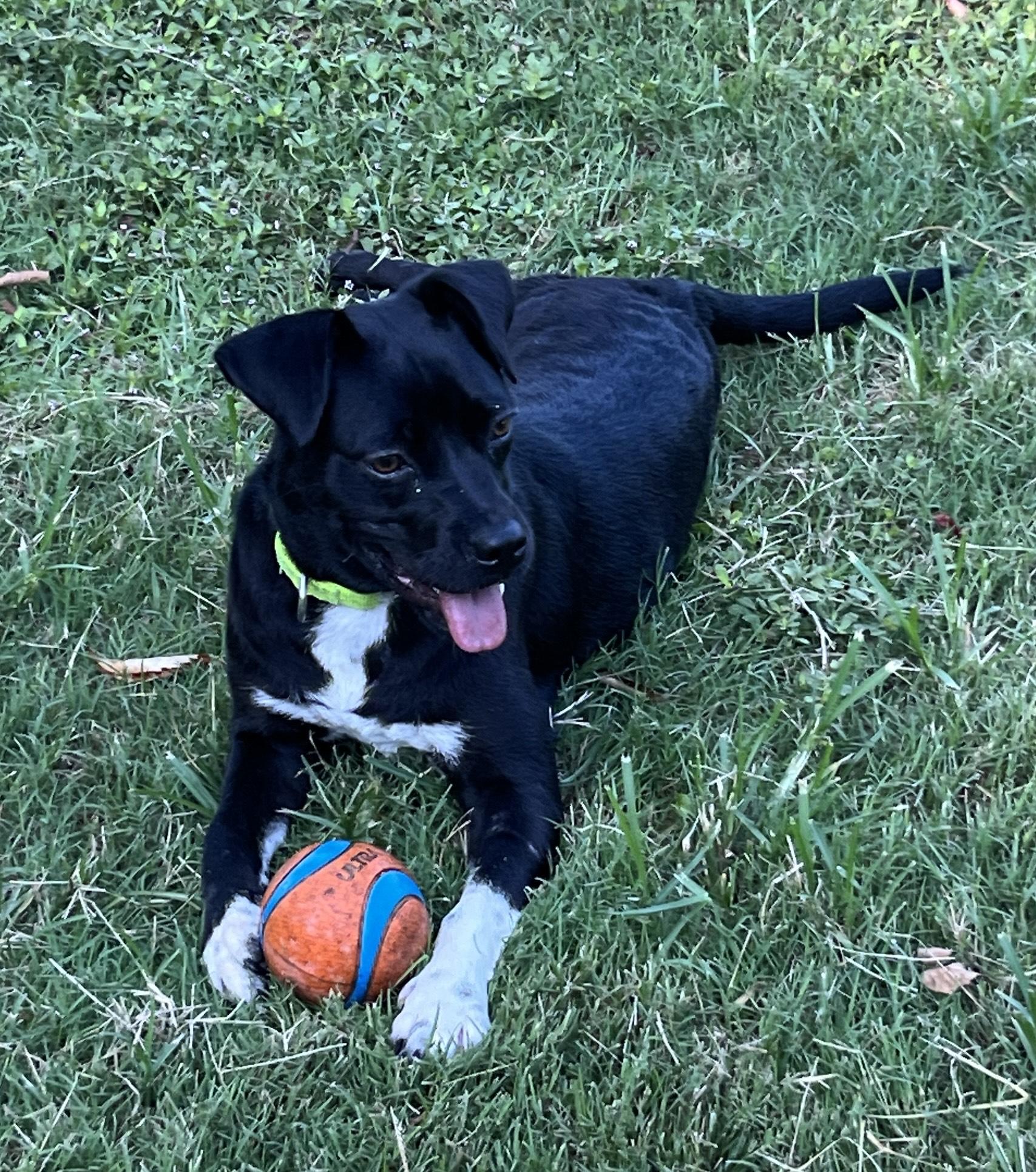 DINA