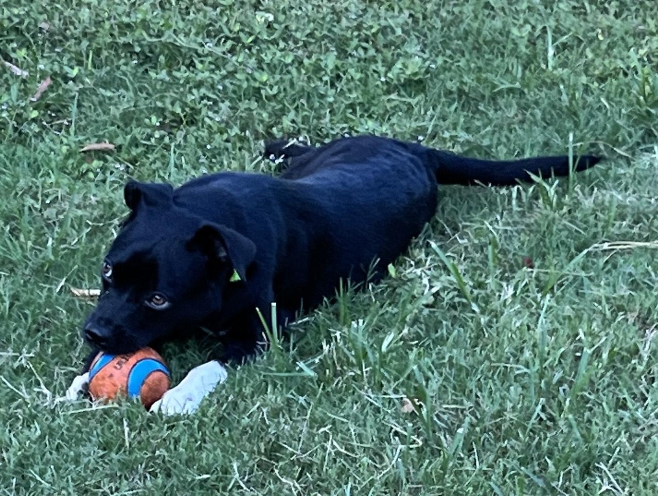 Enlarge DINA, a Adopted mixed breed in Edisto Island, SC image 4/6