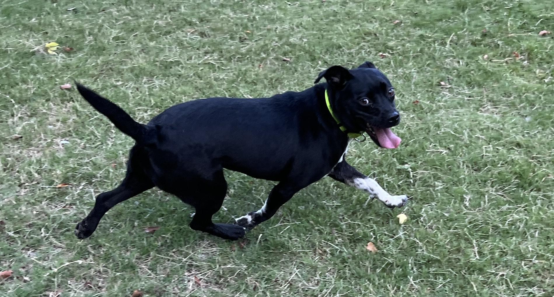 Enlarge DINA, a Adopted mixed breed in Edisto Island, SC image 5/6