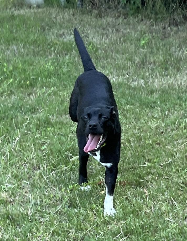 Enlarge DINA, a Adopted mixed breed in Edisto Island, SC image 6/6
