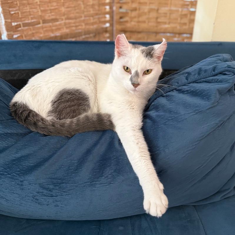 Spino (16679), Adoptable, Adult Male Domestic Short Hair.