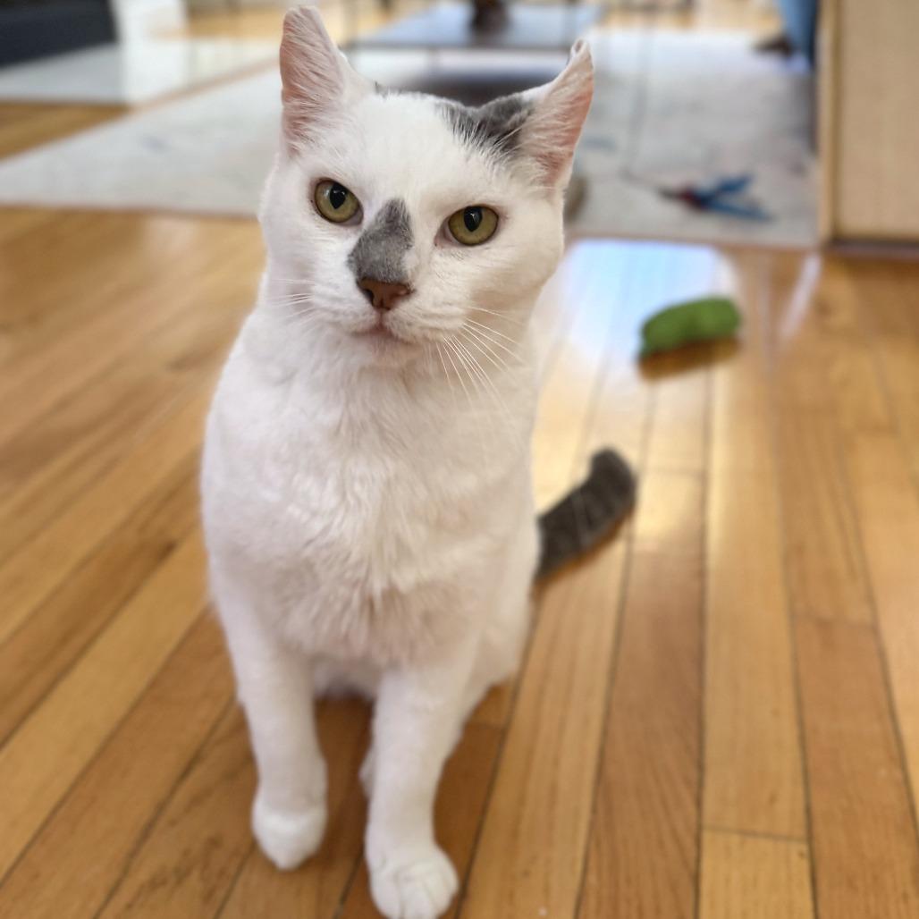 Enlarge Spino (16679), a Adoptable Domestic Short Hair in Washington, DC image 2/5