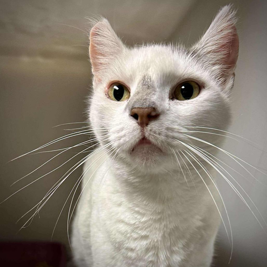 Enlarge Spino (16679), a Adoptable Domestic Short Hair in Washington, DC image 3/5