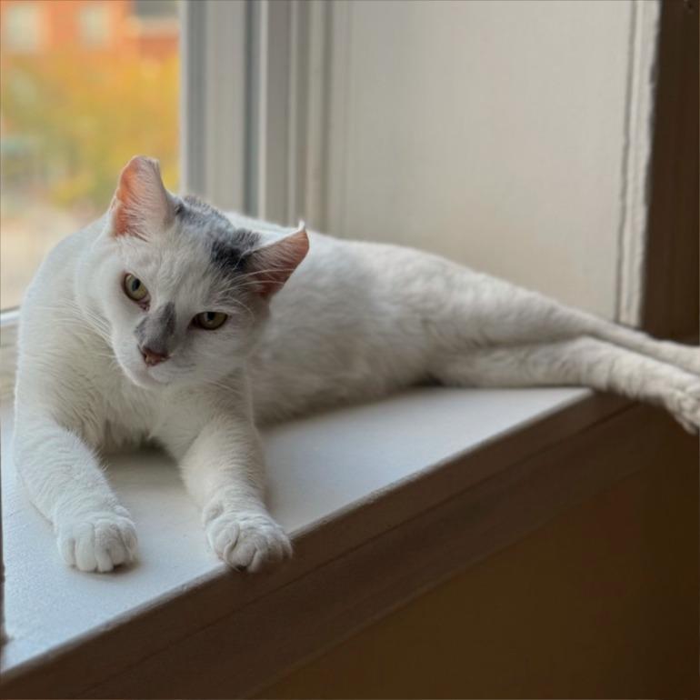 Enlarge Spino (16679), a Adoptable Domestic Short Hair in Washington, DC image 4/5