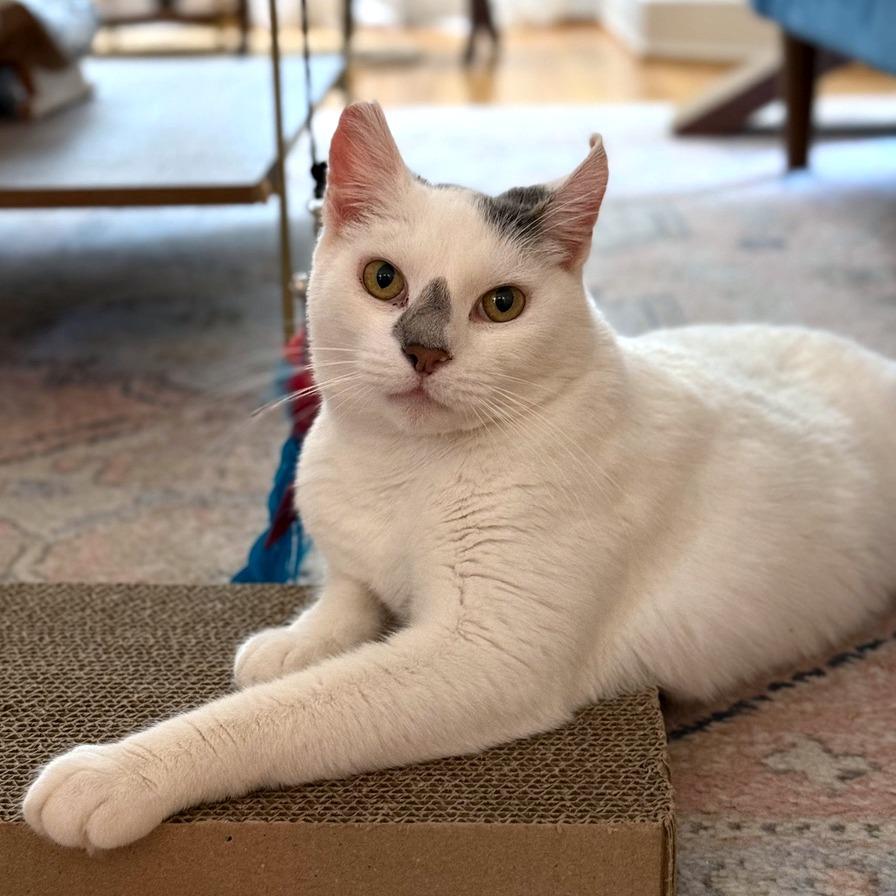 Enlarge Spino (16679), a Adoptable Domestic Short Hair in Washington, DC image 5/5