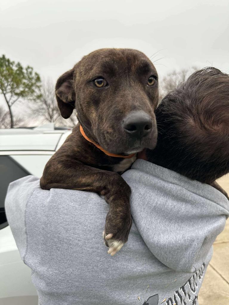 Violet, Adoptable, Young Female Pit Bull Terrier.