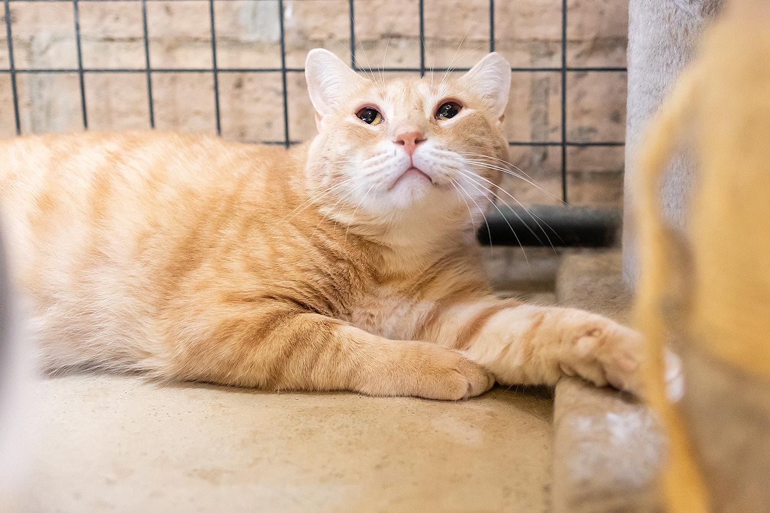 Crayon, a Adoptable Domestic Medium Hair in Marana, AZ image 4/4