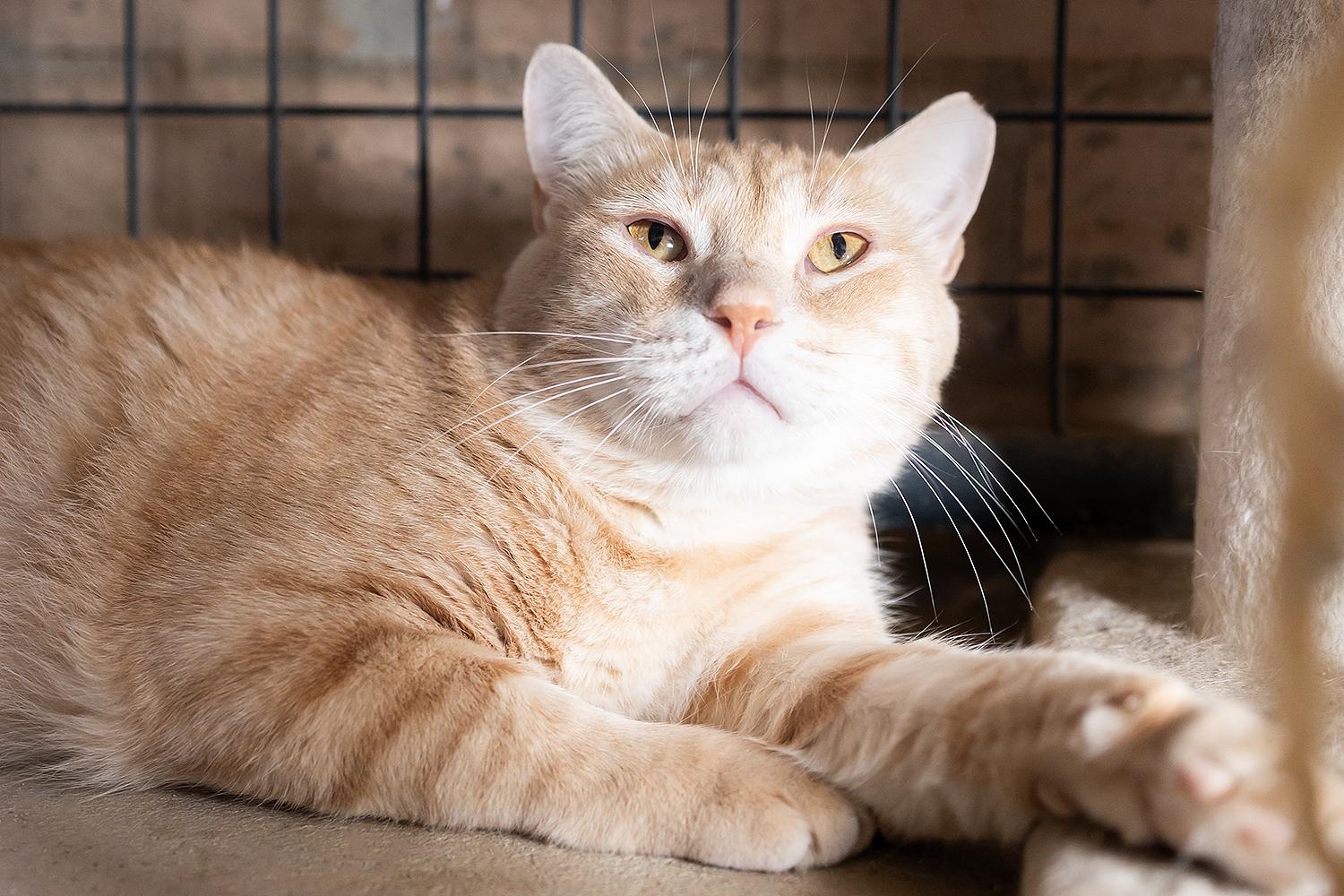 Crayon, a Adoptable Domestic Medium Hair in Marana, AZ image 2/4