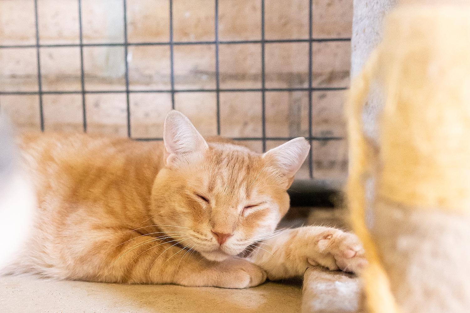 Crayon, a Adoptable Domestic Medium Hair in Marana, AZ image 1/4