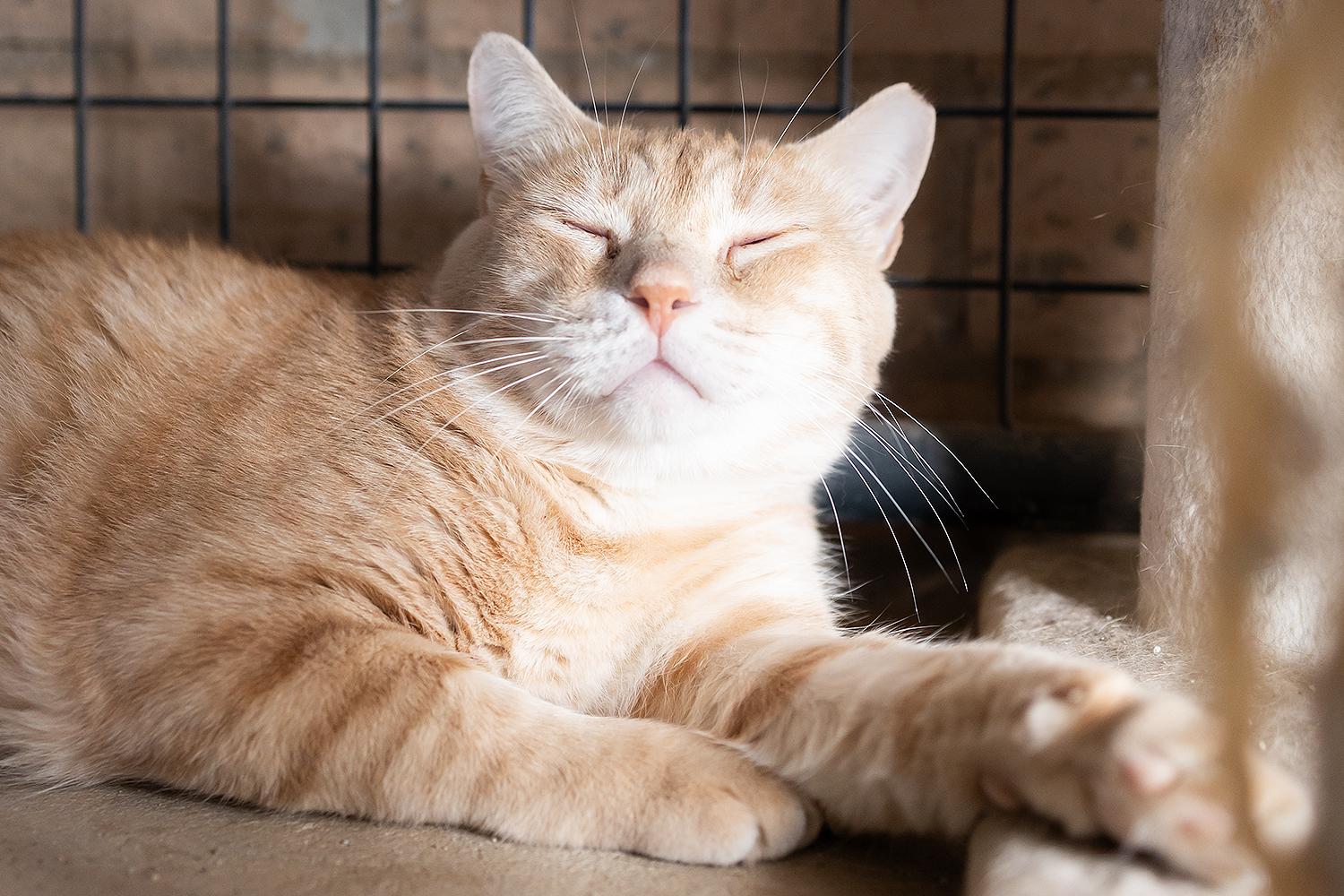 Crayon, a Adoptable Domestic Medium Hair in Marana, AZ image 3/4