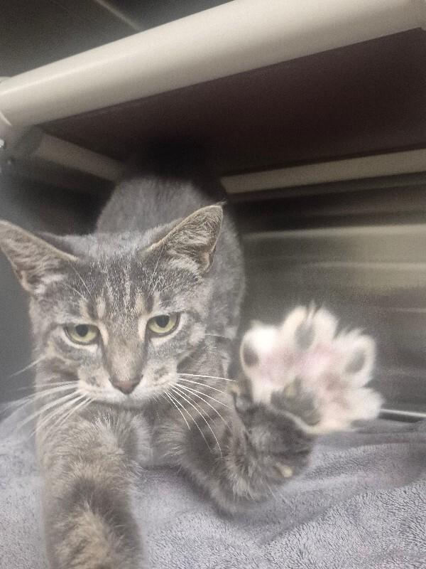 Enlarge Cassie, a Adoptable Domestic Short Hair in Bluffton, IN image 1/2