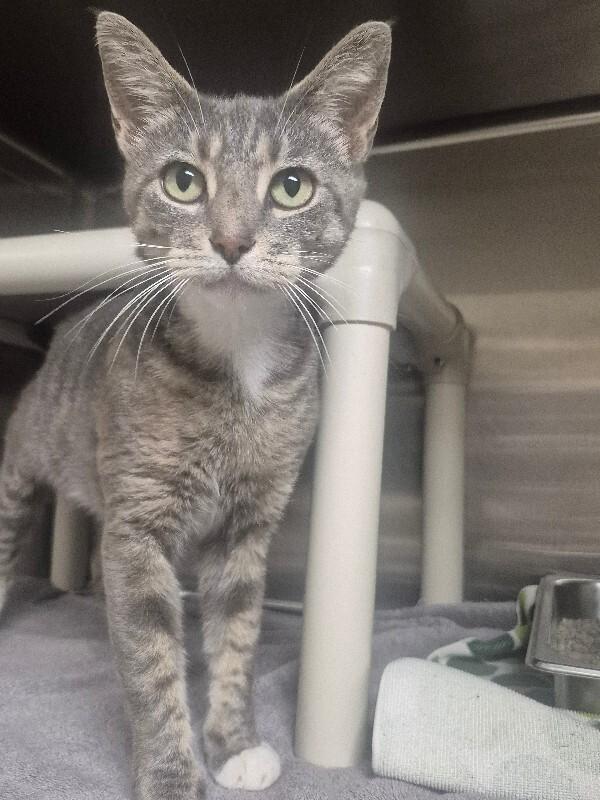 Enlarge Cassie, a Adoptable Domestic Short Hair in Bluffton, IN image 2/2