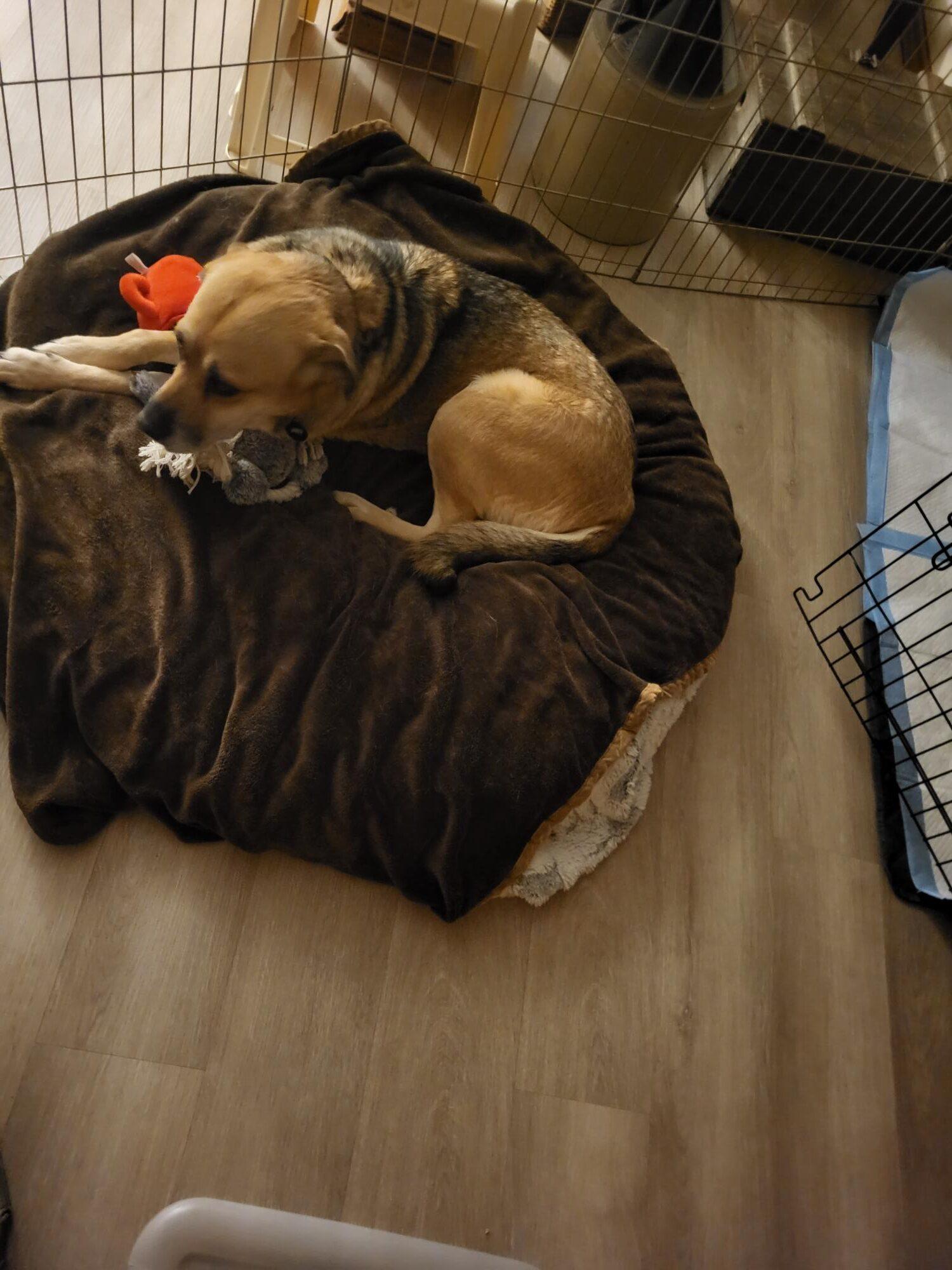 Enlarge Sharla, a ADOPTABLE mixed breed in Calgary, AB image 2/4