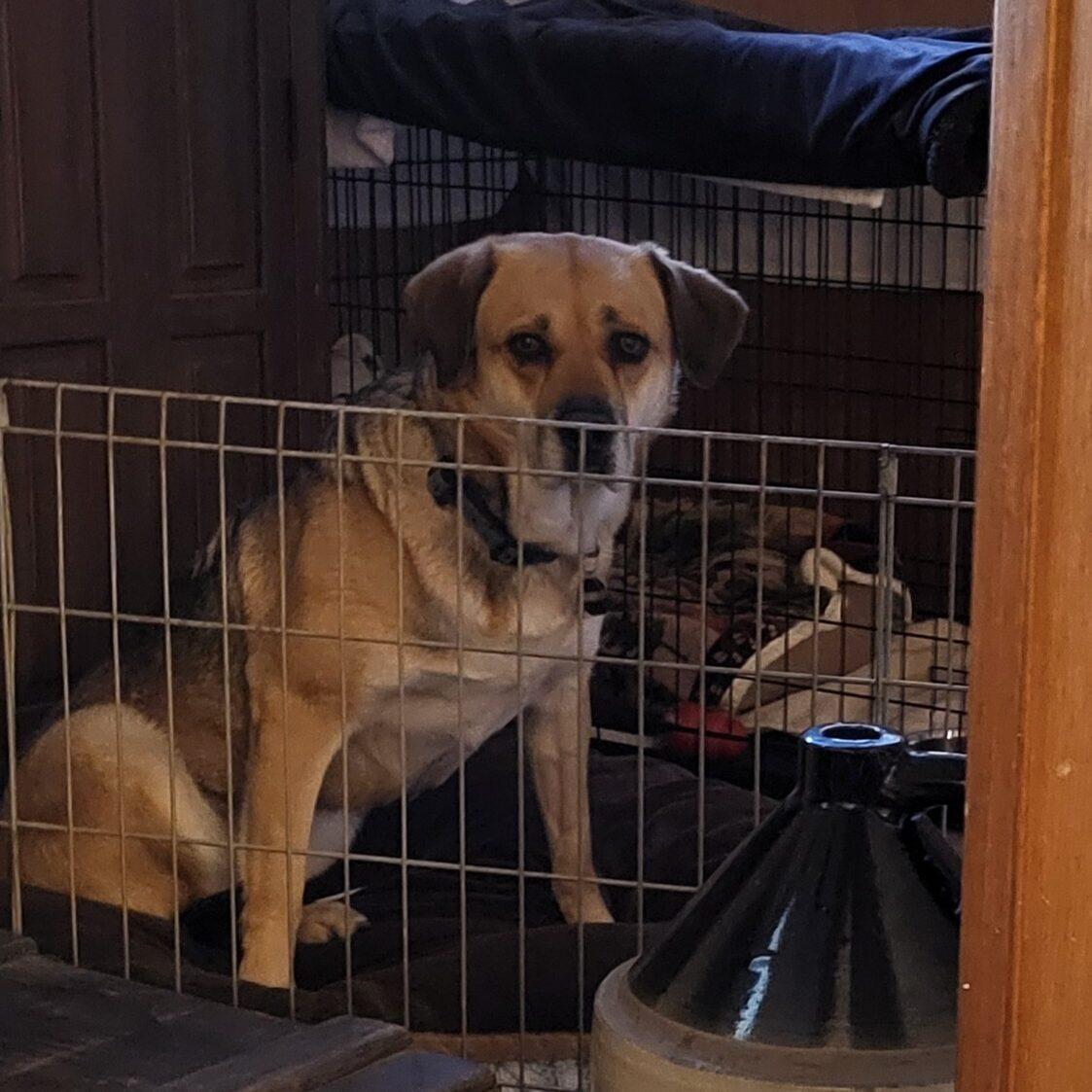 Enlarge Sharla, a ADOPTABLE mixed breed in Calgary, AB image 3/4