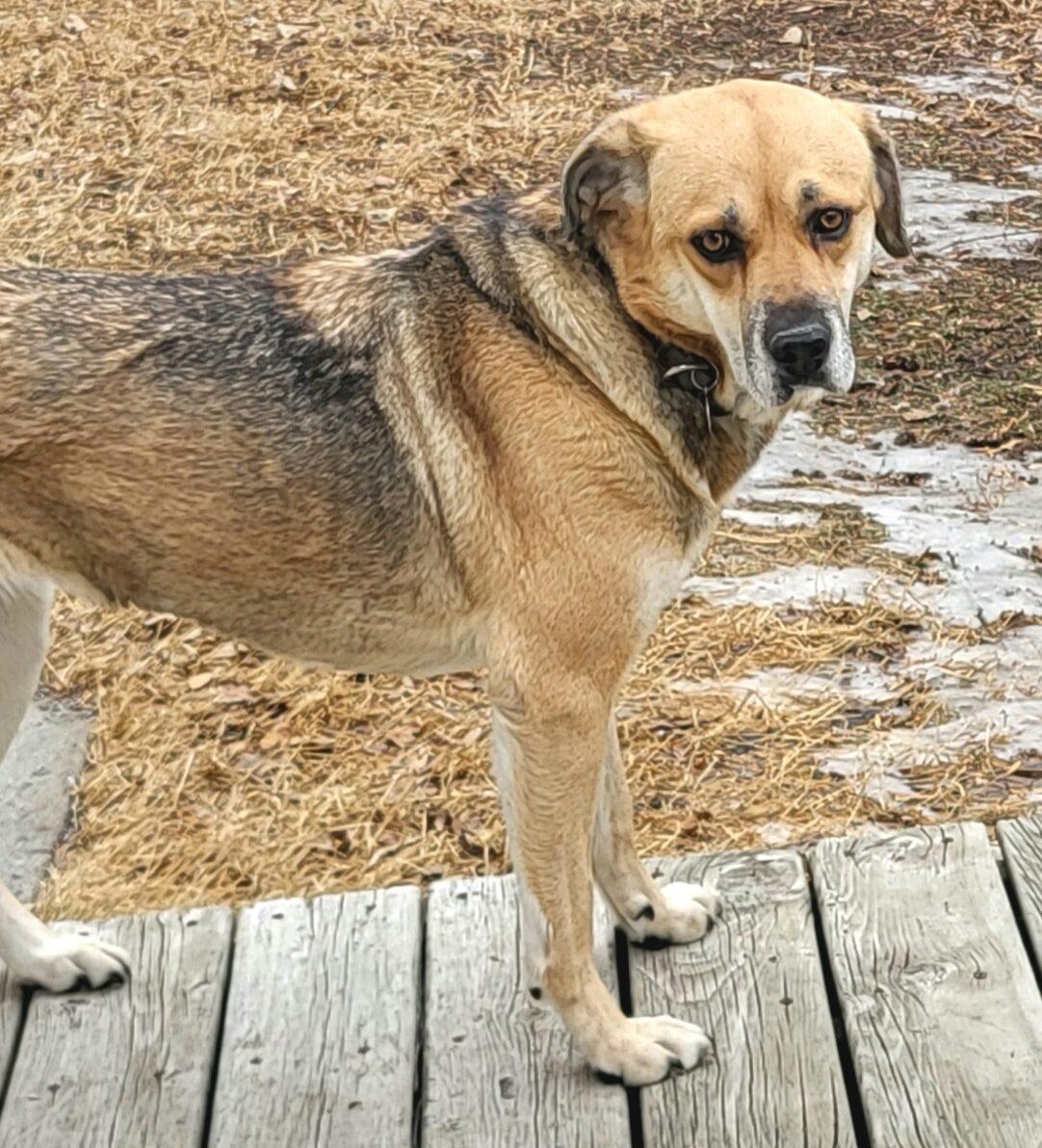 Sharla, ADOPTABLE, Adult Female German Shepherd Dog.